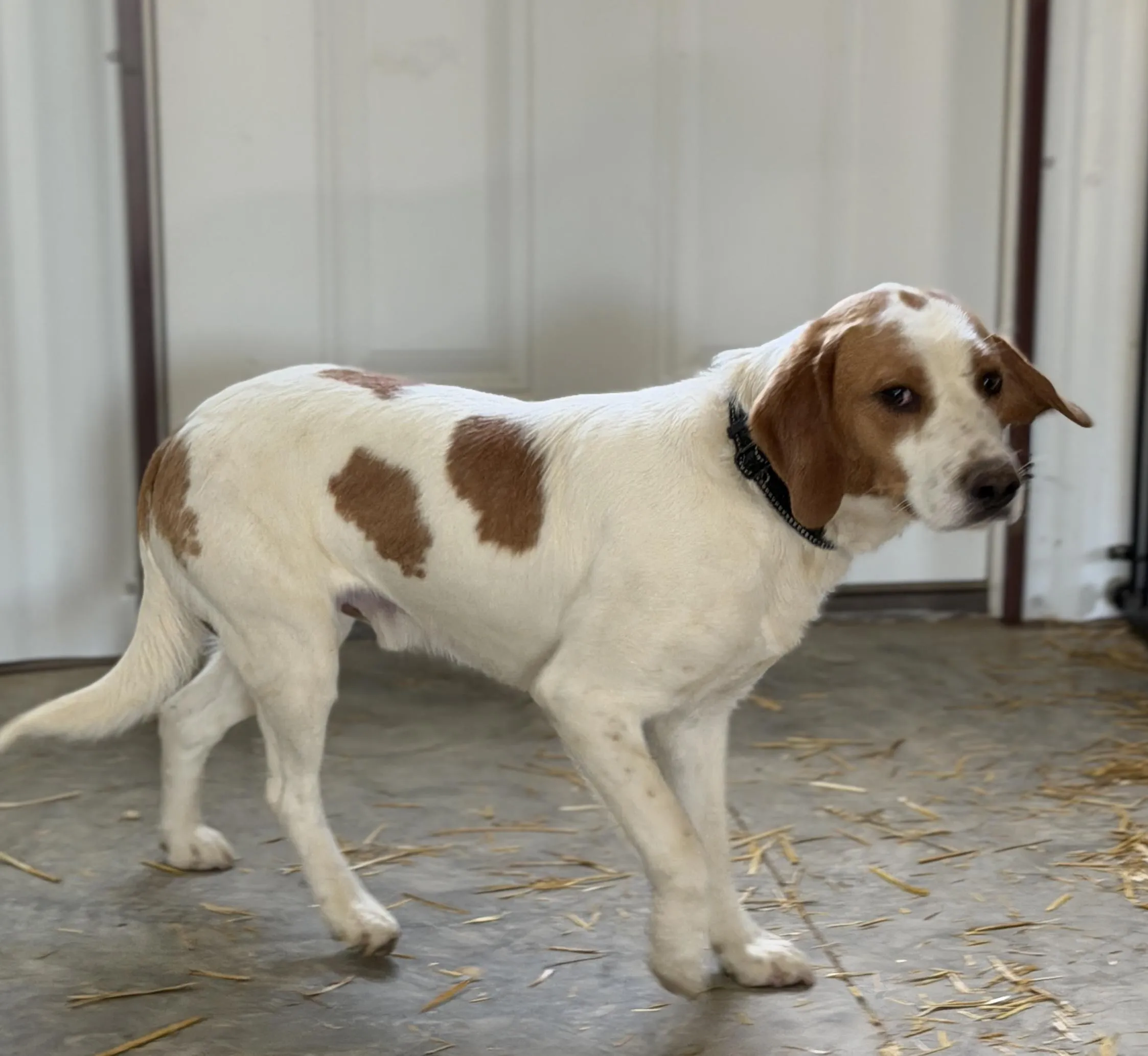 Huckelberry, photo 2