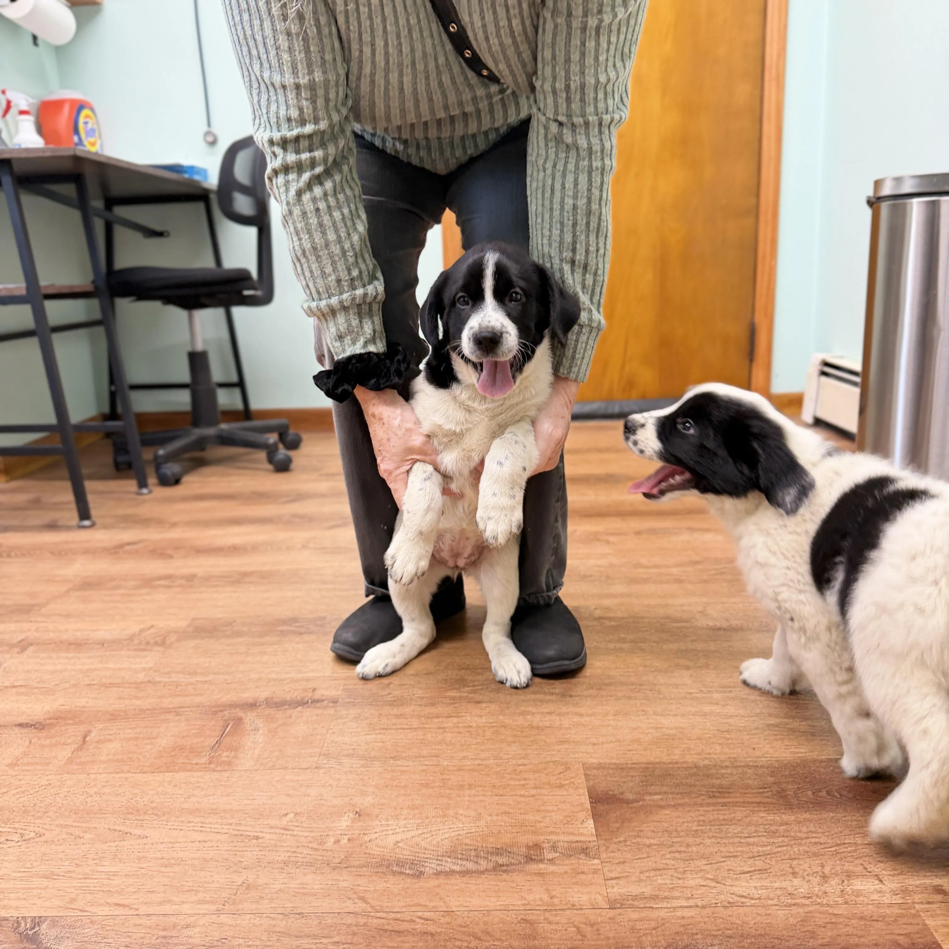 Puppies, photo 4