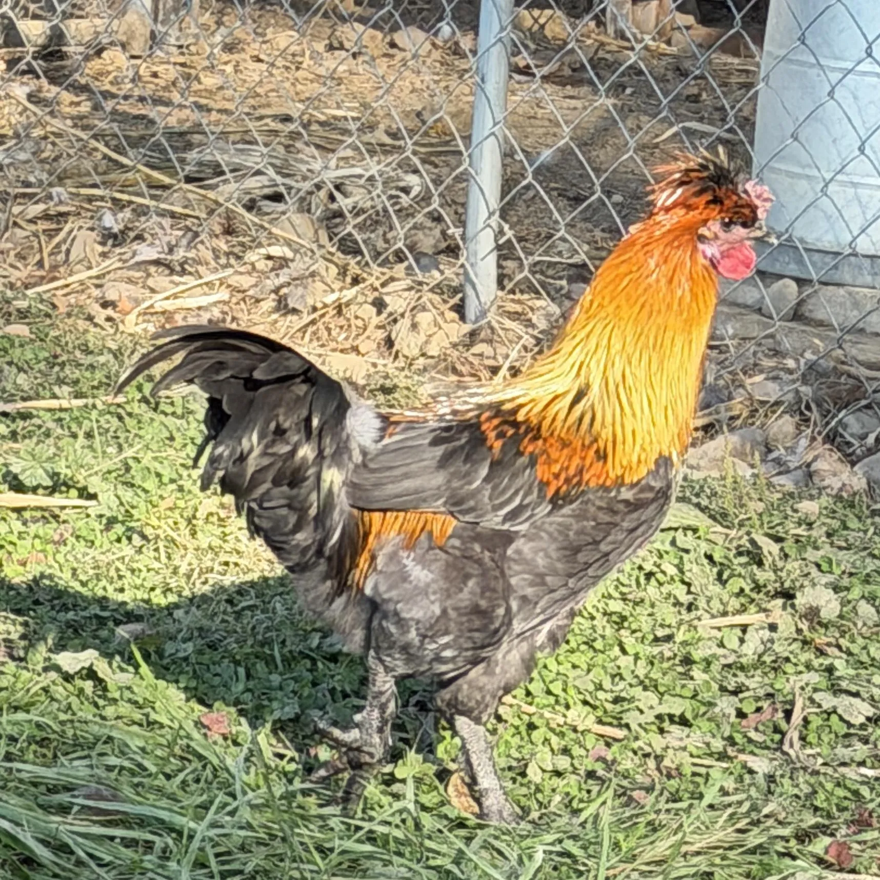 Photo of Young Roosters