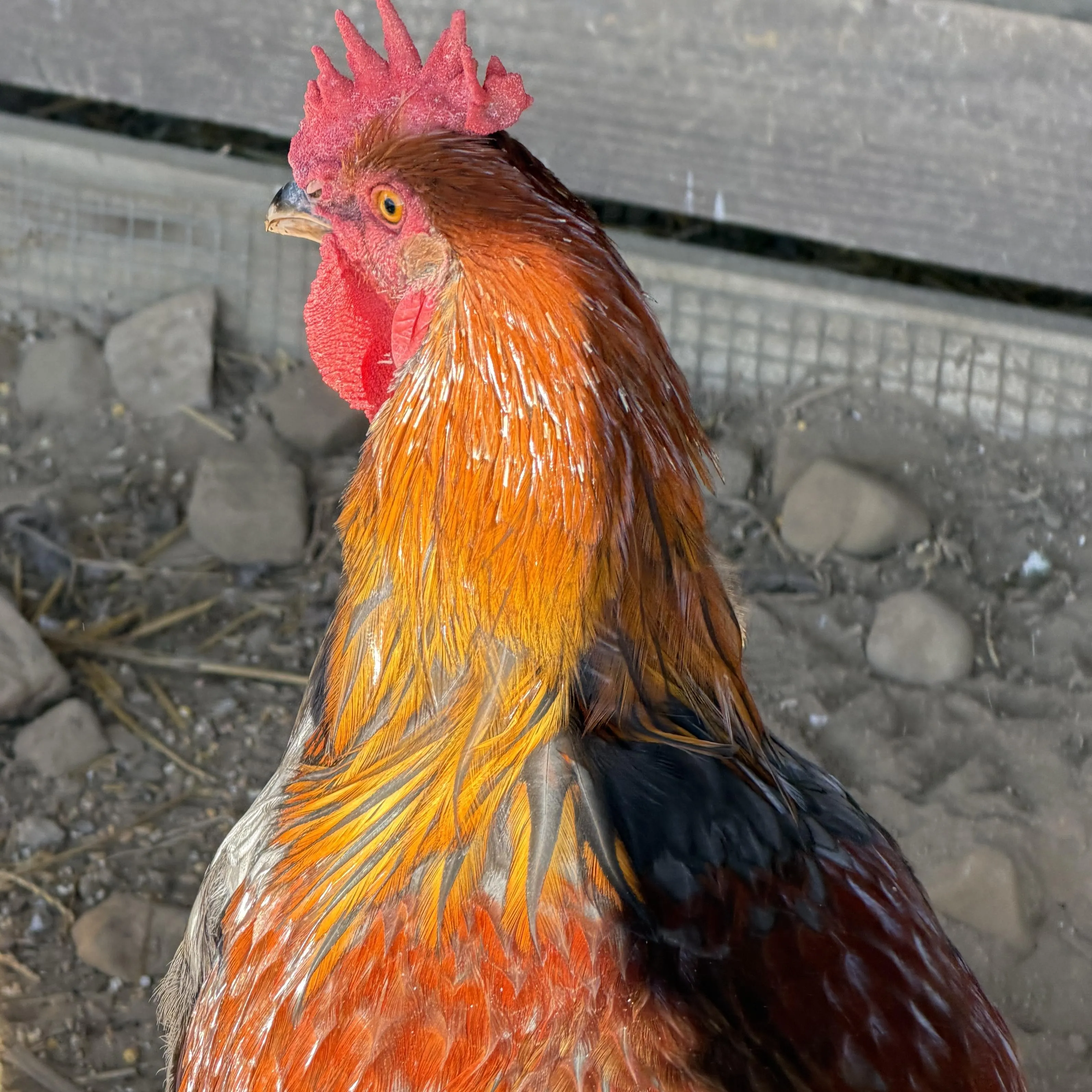 Young Roosters, photo 3